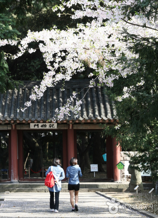 3월, 완벽한 봄 여행을 위한 최적의 타이밍