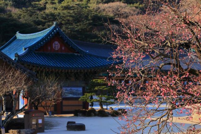 한국 구례: 붐비는 인파를 피한 고요한 봄