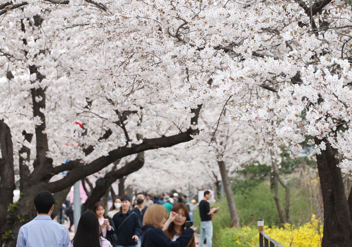 2026년 벚꽃은 평년보다 2~3일 일찍 개화… 전국 명소와 축제 정보