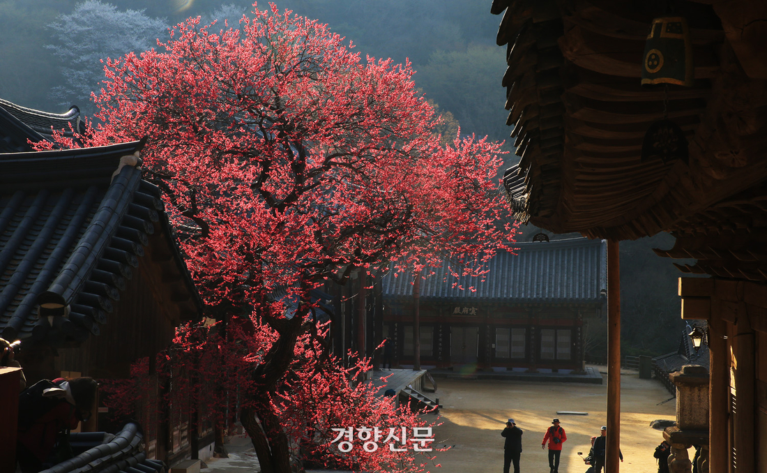 화엄사 홍매화